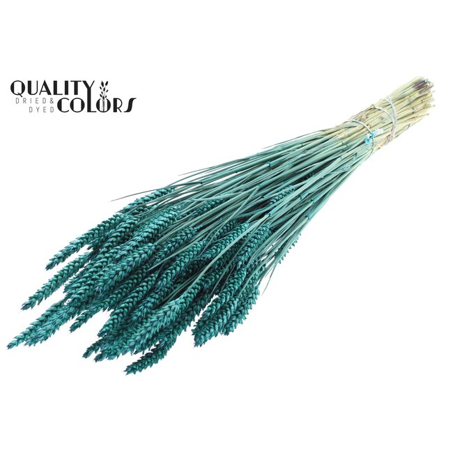 Gedroogde Tarwe | Kleur: Turquoise | Triticum Droogbloemen | Lengte ± 60 centimeter | Gewicht 220 gram | Per bos