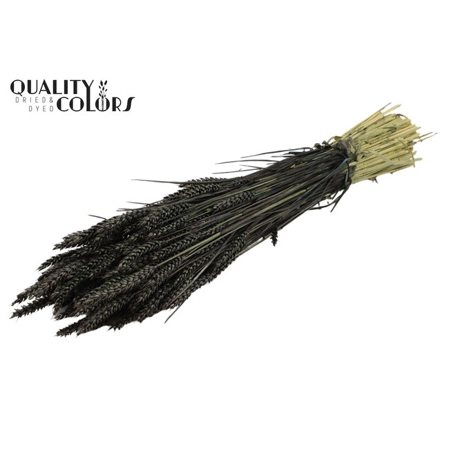 Dried Wheat | Colour: Black | Triticum Dried Flowers | Length ± 60 centimetres | Weight 220 grams | Per bunch