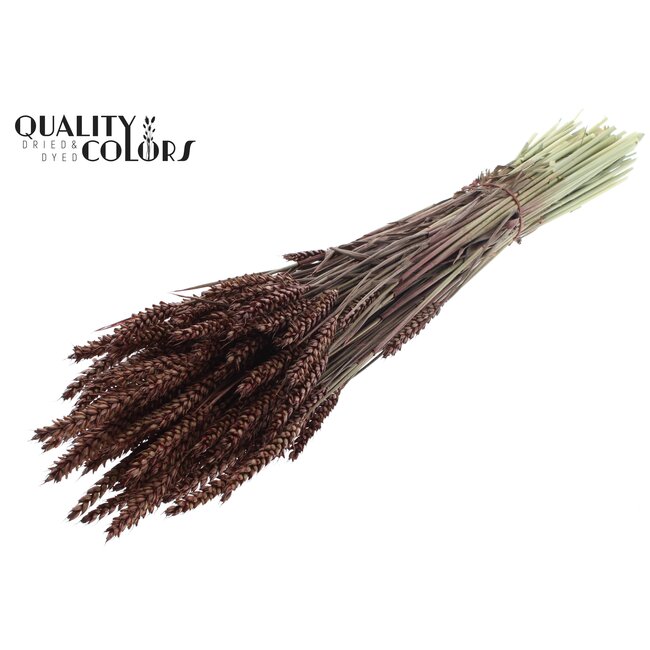 Gedroogde Tarwe | Kleur: Bruin | Triticum Droogbloemen | Lengte ± 60 centimeter | Gewicht 220 gram | Per bos