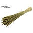Dried Wheat | Colour: Olive Green | Triticum Dried Flowers | Length ± 60 centimetres | Weight 220 grams | Per bunch