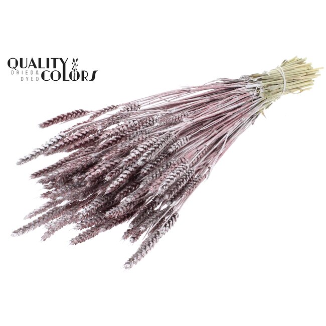 Dried Wheat | Colour: Champagne + Glitter | Triticum Dried Flowers | Length ± 60 centimetres | Weight 220 grams | Per bunch