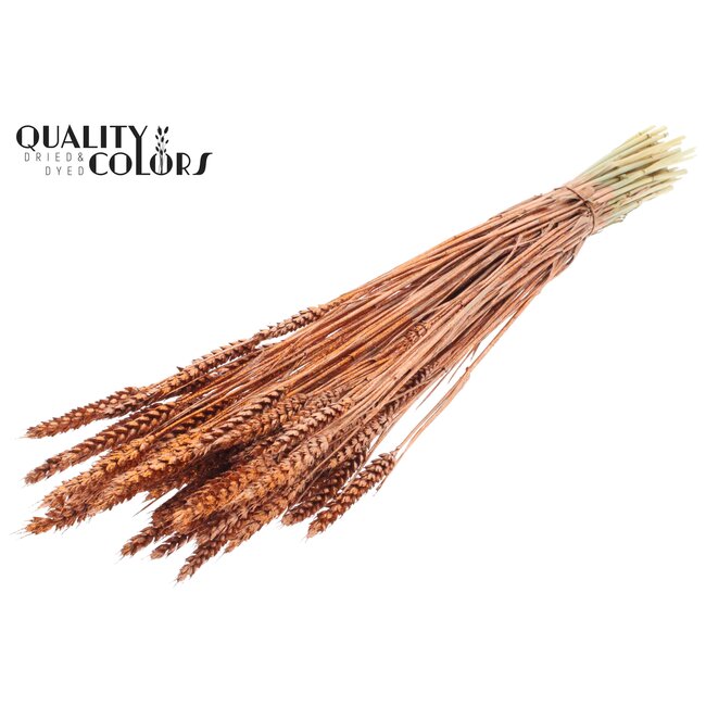 Dried Wheat | Colour: Copper + Glitter | Triticum Dried Flowers | Length ± 60 centimetres | Weight 220 grams | Per bunch