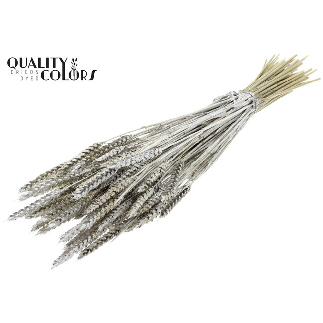 Gedroogde Tarwe | Kleur: Platinakleurig + Glitter | Triticum Droogbloemen | Lengte ± 60 centimeter | Gewicht 220 gram | Per bos