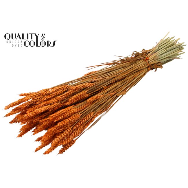 Dried Wheat | Colour: Orange | Triticum Dried Flowers | Length ± 60 centimetres | Weight 220 grams | Per bunch
