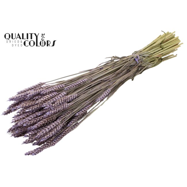 Dried Wheat | Colour: Frosted Lilac | Triticum Dried Flowers | Length ± 60 centimetres | Weight 220 grams | Per bunch