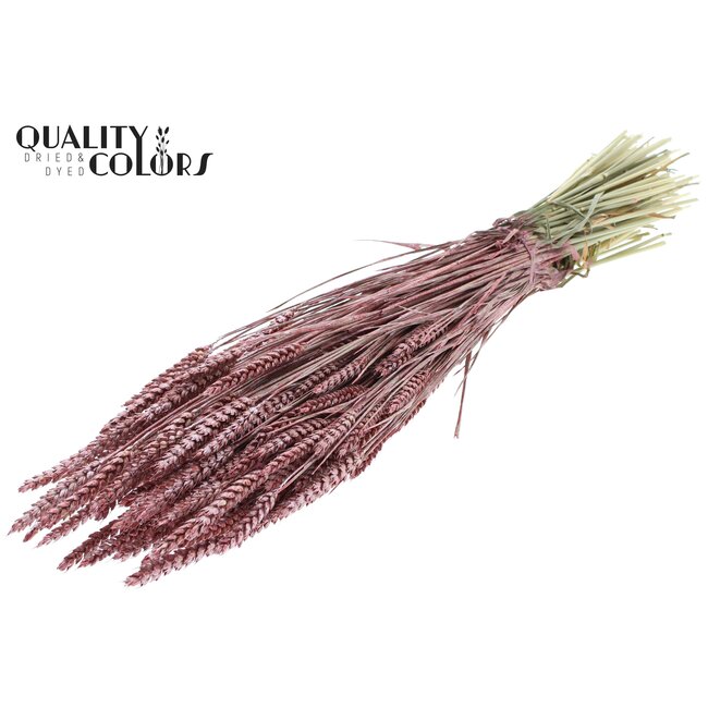 Dried Wheat | Colour: Metallic Red | Triticum Dried Flowers | Length ± 60 centimetres | Weight 220 grams | Per bunch