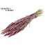 Gedroogde Tarwe | Kleur: Metallic Rood | Triticum Droogbloemen | Lengte ± 60 centimeter | Gewicht 220 gram | Per bos