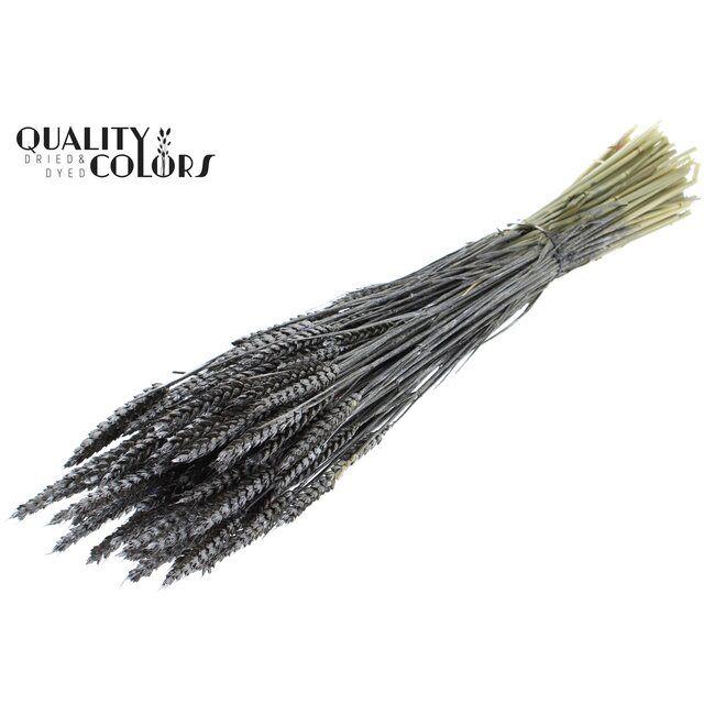 Dried Wheat | Colour: Metallic Graphite Grey | Triticum Dried Flowers | Length ± 60 centimetres | Weight 220 grams | Per bunch