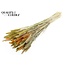 Dried Wheat | Summer Mix | Colour: Mixed Colours | Triticum Dried Flowers | Length ± 60 centimetres | Weight 220 grams | Per bunch