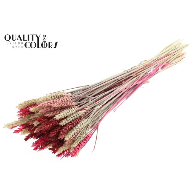 Dried Wheat | Lady Mix | Colour: Mixed Colours | Triticum Dried Flowers | Length ± 60 centimetres | Weight 220 grams | Per bunch