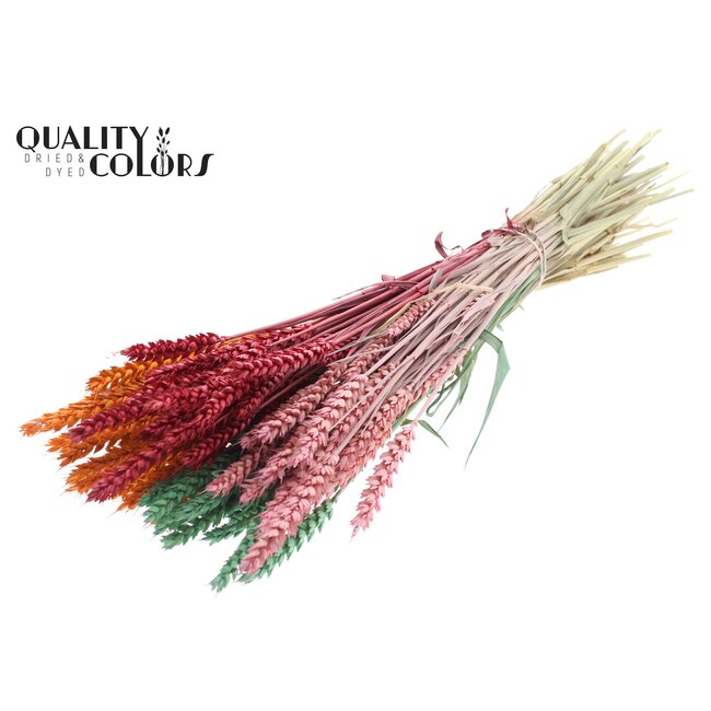 Gedroogde Tarwe | Summer Sorbet | Kleur: Gemengde Kleuren | Triticum Droogbloemen | Lengte ± 60 centimeter | Gewicht 220 gram | Per bos