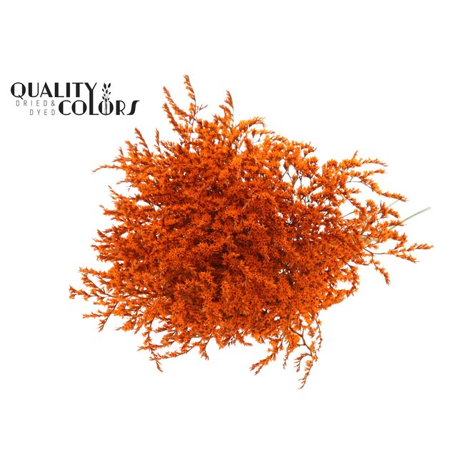 Dried Sea Lavender | Colour: Orange | Limonium Tataricum Dried Flowers | Length ± 30 cm | Weight 45 grams | Per bunch