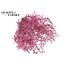 Dried Sea Lavender | Colour: Pink | Limonium Tataricum Dried Flowers | Length ± 30 cm | Weight 45 grams | Per bunch