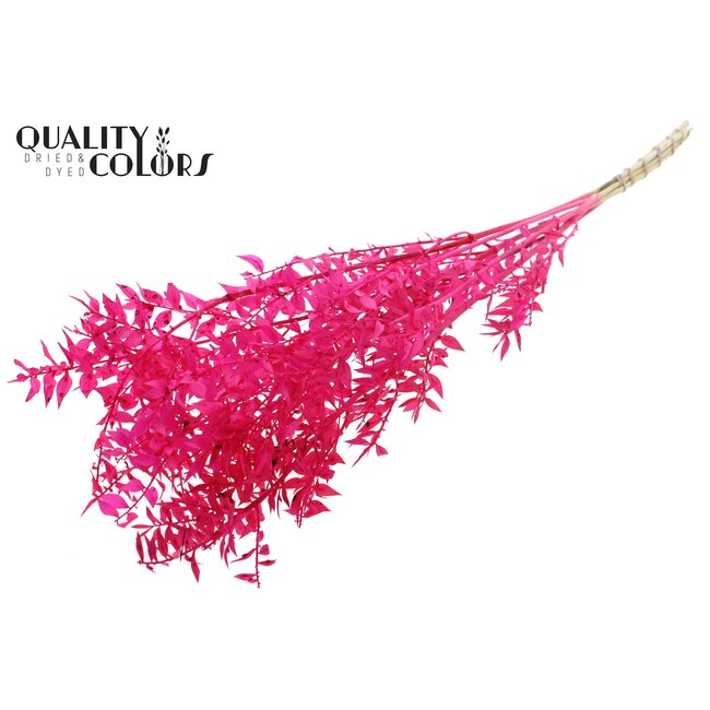Gedroogde Ruscus | Kleur: Intens Kerskleurig | Ruscus Droogbloemen | Lengte ± 50 centimeter | 10 takken per bos | Per bos