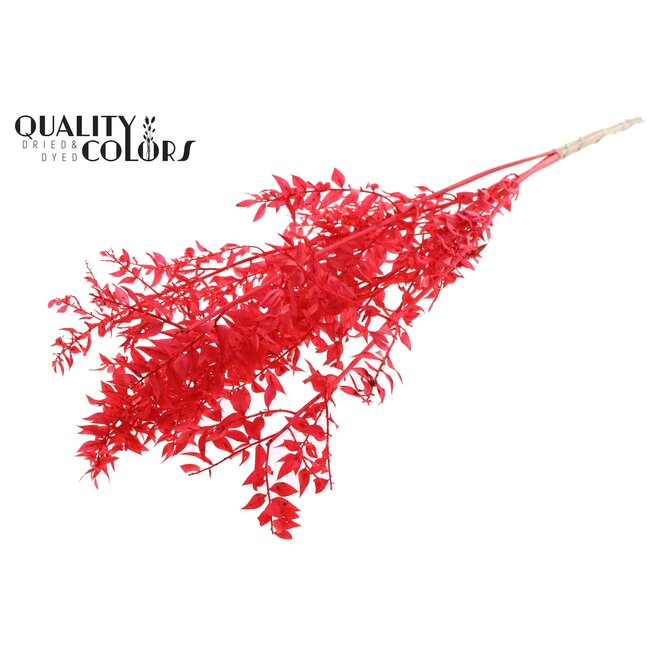 Dried Ruscus | Colour: Intense Coral | Ruscus Dried Flowers | Length ± 50 centimetres | 10 stems per bunch | Per bunch