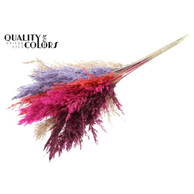 Dried Pampas Plumes | Colourful 9 | Colour: Mixed Colours | Pampas Dried Flowers | Length ± 70 centimetres | 10 plumes per bunch | Per bunch