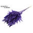Dried Pampas Plumes | Colour: Purple | Pampas Dried Flowers | Length ± 70 centimetres | 10 plumes per bunch | Per bunch