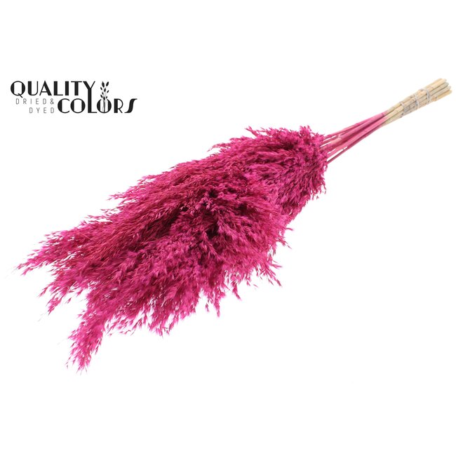 Dried Pampas Plumes | Colour: Frosted Cherry | Pampas Dried Flowers | Length ± 70 centimetres | 10 plumes per bunch | Per bunch