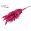 Pampas Grass 70cm 10st/bunch Frosted Cerise
