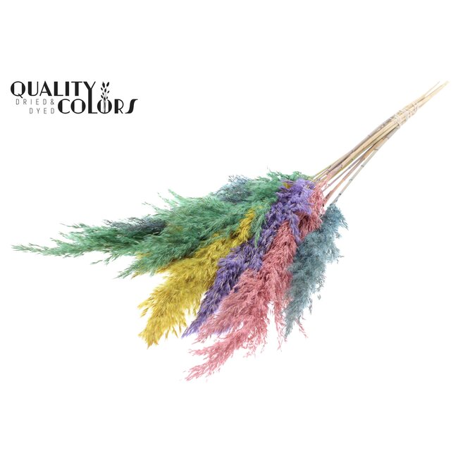 Dried Pampas Plumes | Pastel Prism | Colour: Mixed Colours | Pampas Dried Flowers | Length ± 70 centimetres | 10 plumes per bunch | Per bunch