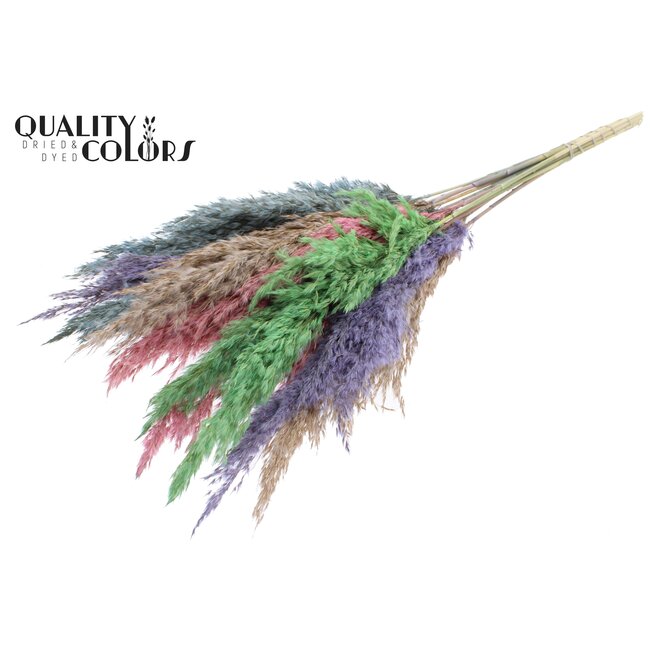 Dried Pampas Plumes | Colourful 1 | Colour: Mixed Colours | Pampas Dried Flowers | Length ± 70 centimetres | 10 plumes per bunch | Per bunch