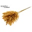 Dried Pampas Plumes | Colour: Apricot | Pampas Dried Flowers | Length ± 70 centimetres | 10 plumes per bunch | Per bunch
