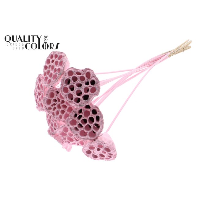 Gedroogde Lotus Peulen op stok | Kleur: Lichtroze | Diameter Lotus 5 - 7 centimeter | Lengte bijsteker ± 50 centimeter | Per 10 bijstekers