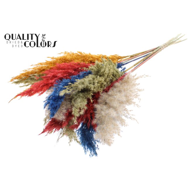 Dried Pampas Plumes | Colourful 6 | Colour: Mixed Colours | Pampas Dried Flowers | Length ± 70 centimetres | 10 plumes per bunch | Per bunch