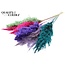 Dried Pampas Plumes | Colourful 7 | Colour: Mixed Colours | Pampas Dried Flowers | Length ± 70 centimetres | 10 plumes per bunch | Per bunch