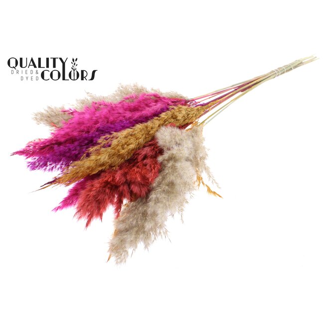 Gedroogde Pampas Pluimen | Kleurrijk 10 | Kleur: Gemengde Kleuren | Pampas Droogbloemen | Lengte ± 70 centimeter | 10 pluimen per bos | Per bos