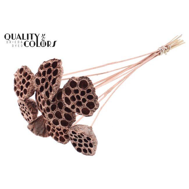 Gedroogde Lotus Peulen op stok | Kleur: Koperkleurig | Diameter Lotus 5 - 7 centimeter | Lengte bijsteker ± 50 centimeter | Per 10 bijstekers