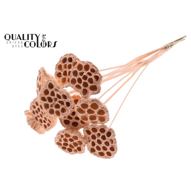 Gedroogde Lotus Peulen op stok | Kleur: Abrikooskleurig | Diameter Lotus 5 - 7 centimeter | Lengte bijsteker ± 50 centimeter | Per 10 bijstekers
