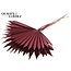 Dried Palm Leaf in Fan Shape | Colour: Bordeaux Red | Palm Sun Dried Flowers | Length ± 50 centimetres | Per 10 stems