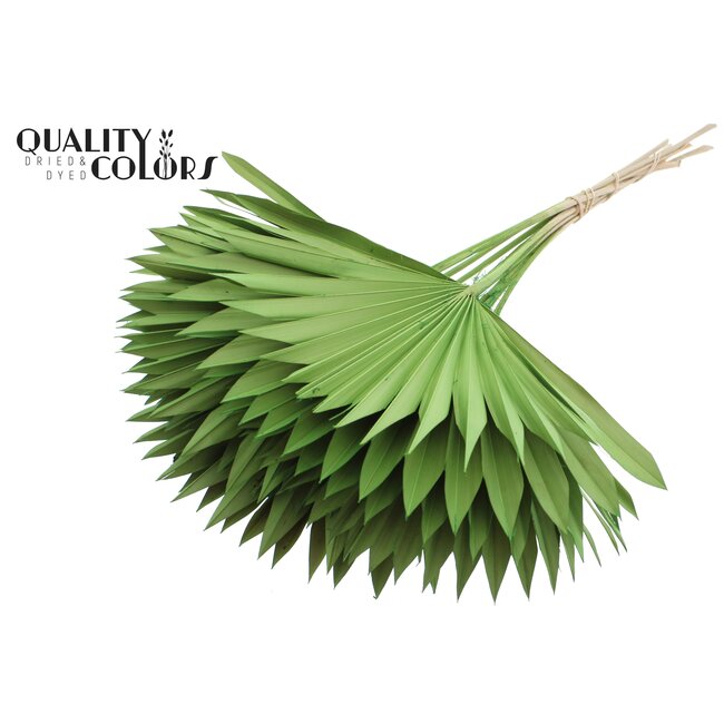 Dried Palm Leaf in Fan Shape | Colour: Light Green | Palm Sun Dried Flowers | Length ± 50 centimetres | Per 10 stems