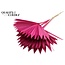 Dried Palm Leaf in Fan Shape | Colour: Cherry-Coloured | Palm Sun Dried Flowers | Length ± 50 centimetres | Per 10 stems