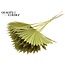 Dried Palm Leaf in Fan Shape | Colour: Yellow | Palm Sun Dried Flowers | Length ± 50 centimetres | Per 10 stems