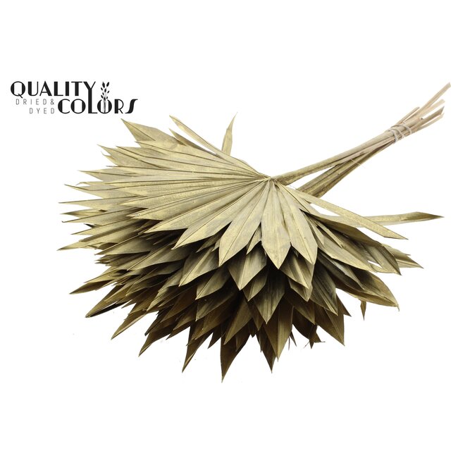 Dried Palm Leaf in Fan Shape | Colour: Gold | Palm Sun Dried Flowers | Length ± 50 centimetres | Per 10 stems