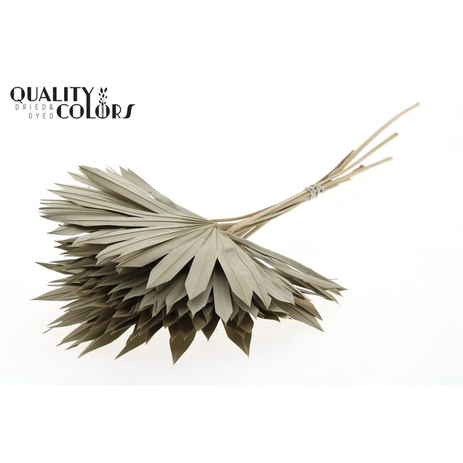 Dried Palm Leaf in Fan Shape | Colour: Natural Brown | Palm Sun Dried Flowers | Length ± 50 centimetres | Per 10 stems