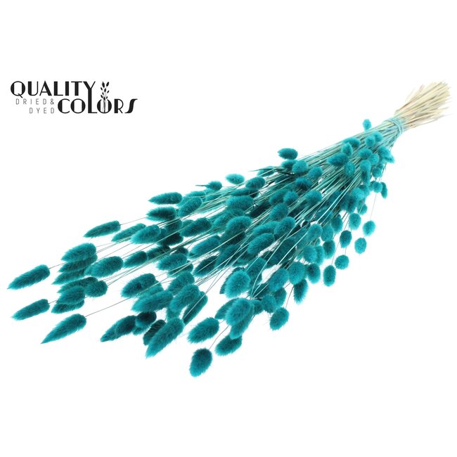 Gedroogde Hazenstaartjes Premium | Kleur: Turquoise | Lagurus Ovatus droogbloemen | Lengte ± 70 centimeter | Gewicht 100 gram | Per bos