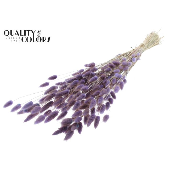 Dried Bunny Tails Premium | Colour: Milka Purple | Lagurus Ovatus dried flowers | Length ± 70 centimetres | Weight 100 grams | Per bunch
