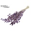 Dried Bunny Tails Premium | Colour: Milka Purple | Lagurus Ovatus dried flowers | Length ± 70 centimetres | Weight 100 grams | Per bunch