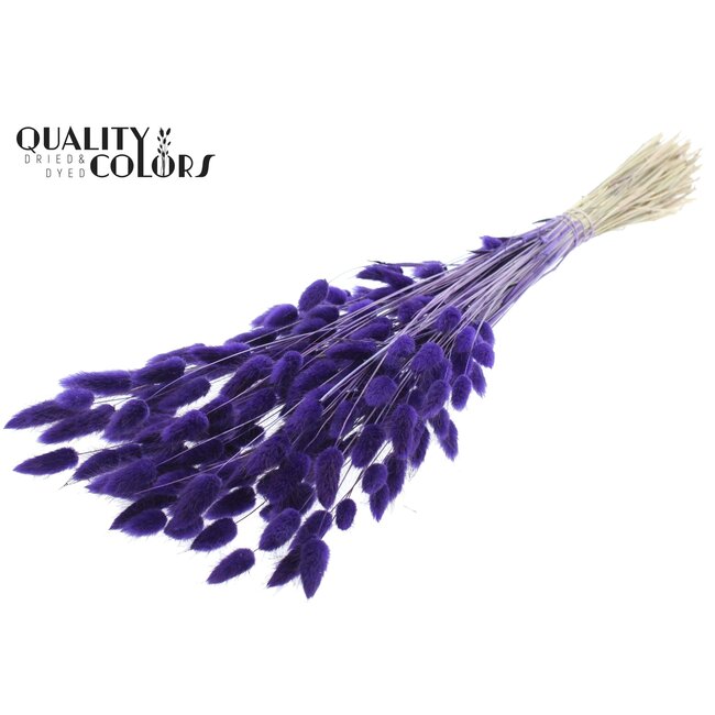 Dried Hare's Tails Premium | Colour: Purple | Lagurus Ovatus dried flowers | Length ± 70 centimetres | Weight 100 grams | Per bunch