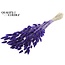 Dried Hare's Tails Premium | Colour: Purple | Lagurus Ovatus dried flowers | Length ± 70 centimetres | Weight 100 grams | Per bunch