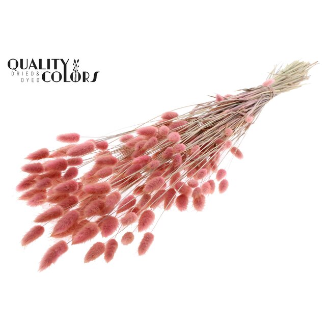 Dried Hare's Tails Premium | Colour: Light Pink | Lagurus Ovatus dried flowers | Length ± 70 centimetres | Weight 100 grams | Per bunch