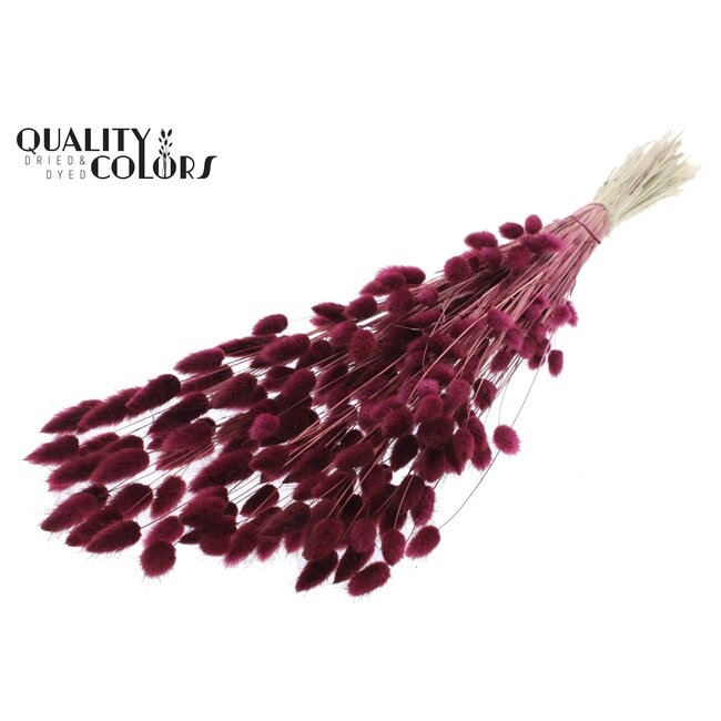 Dried Bunny Tails Premium | Colour: Bordeaux Red | Lagurus Ovatus dried flowers | Length ± 70 centimetres | Weight 100 grams | Per bunch