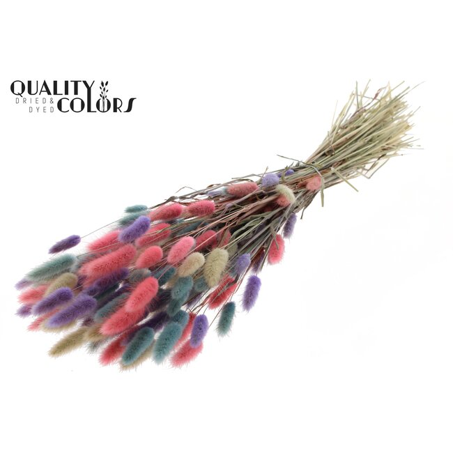 Gedroogde Hazenstaartjes Premium | Kleurrijk 1 | Kleur: Gemengde Kleuren | Lagurus Ovatus droogbloemen | Lengte ± 70 centimeter | Gewicht 100 gram | Per bos