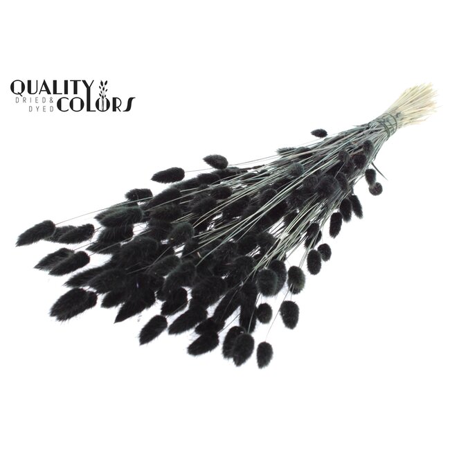 Dried Hare's Tails Premium | Colour: Black | Lagurus Ovatus dried flowers | Length ± 70 centimetres | Weight 100 grams | Per bunch