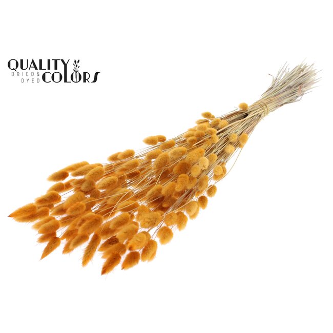 Gedroogde Hazenstaartjes Premium | Kleur: Abrikooskleurig | Lagurus Ovatus droogbloemen | Lengte ± 70 centimeter | Gewicht 100 gram | Per bos