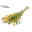 Dried Hare's Tail Grass Premium | Summer Mix | Colour: Mixed Colours | Lagurus Ovatus dried flowers | Length ± 70 centimetres | Weight 100 grams | Per bunch