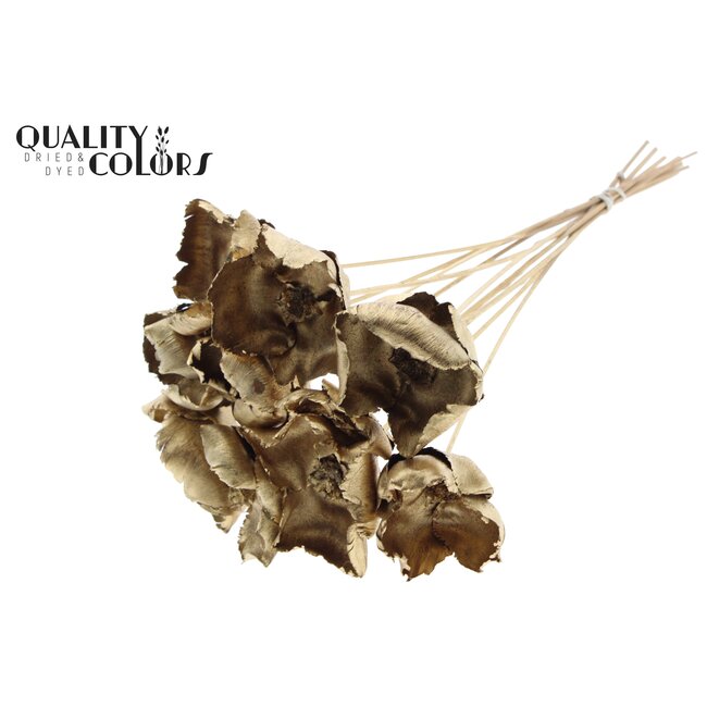 Dried Palm Cup on stem | Colour: Antique Gold | Length ± 50 centimetres | Per 10 stems